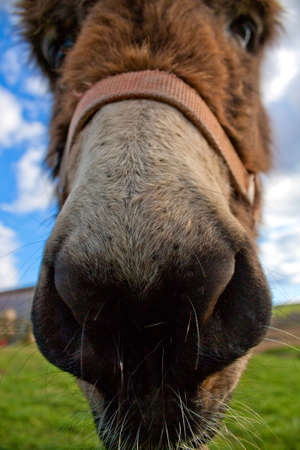 Donkey close-up with wide angleの写真素材