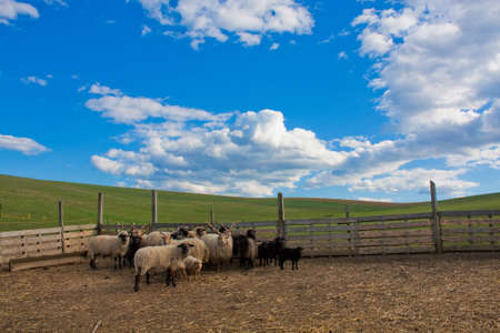 Cca a dozen sheep in a corral with green springtime fields in the background and blue sky with cloudsの写真素材
