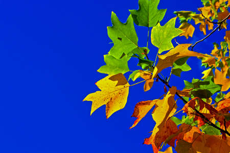 Colourful leaves with clear blue sky for copy space