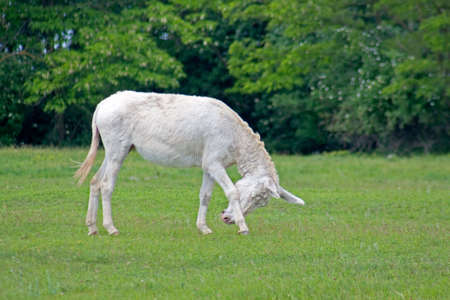 White donkey (a special breed) grazingの写真素材