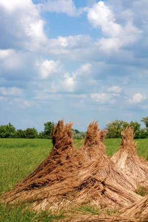 Three reed stacks in a green field - traditional reed harvesting in Hungaryの写真素材