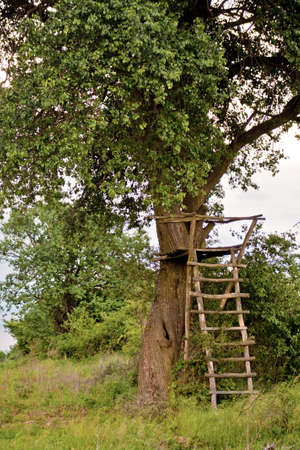 High stand on a pear treeの写真素材