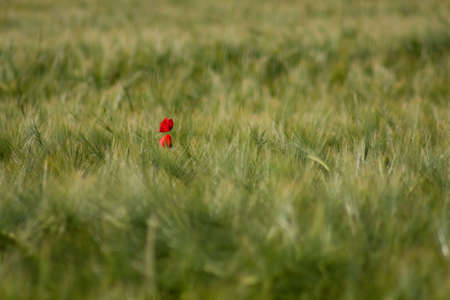 Two striking red poppies in a sea of wheat.の写真素材