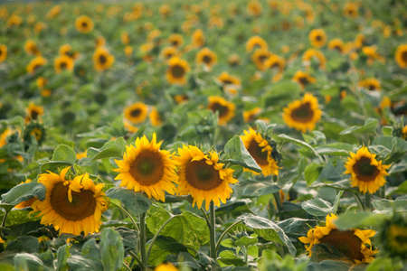 Sunflower field with hundreds of sunflowers facing the cameraの写真素材