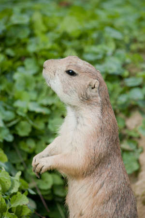 Closeup of a prairie dog, alert, watchingの写真素材