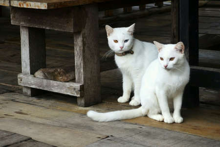 White Catsの素材
