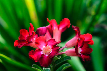 Beautiful flowersの写真素材