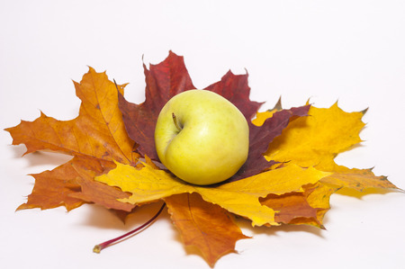 bouquet of autumn on white backgroundの写真素材
