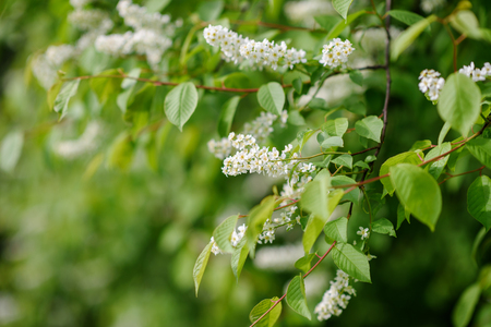 Blooming tree at spring, fresh pink flowers on the branch of fruit tree, plant blossom abstract background, seasonal nature beauty, dreamy soft focus pictureの写真素材