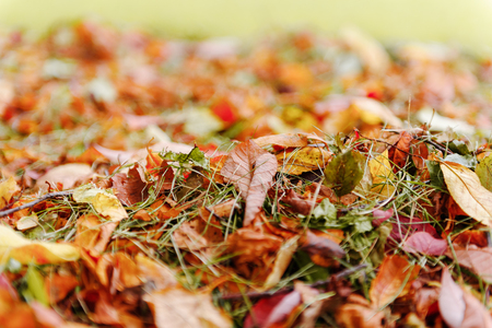 Fall orange and red autumn leaves on ground for background or backdropの写真素材