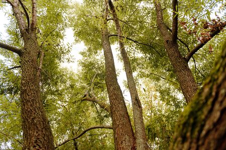 Tree branches looking up with green leaves and blue sky in a autumn dayの写真素材