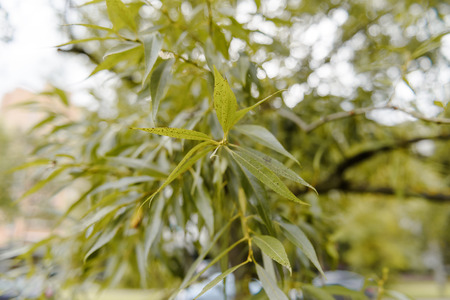 Tree branches looking up with green leaves and blue sky in a autumn dayの写真素材