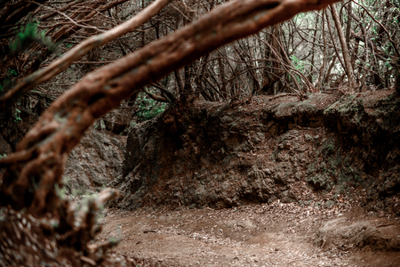 Girdling root is a common problem of trees in urban landscapes. の写真素材