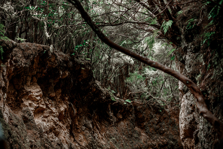 Girdling root is a common problem of trees in urban landscapes. の写真素材