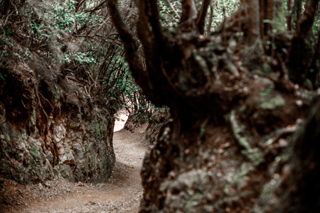 Girdling root is a common problem of trees in urban landscapes. の写真素材