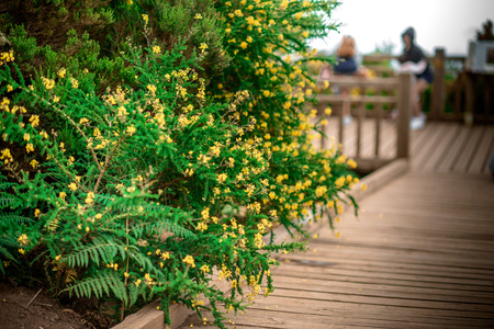 tree branch with green leaves on a background of tiled roofs and wooden pillarsの写真素材