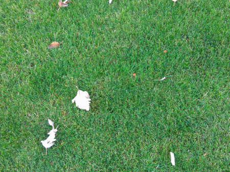 The texture of the green line with leavesの写真素材