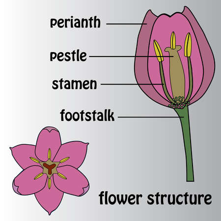 Poster on the theme of the flower structure. Botany.のイラスト素材