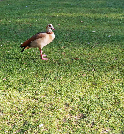 Wild gray goose walks in the city parkの写真素材
