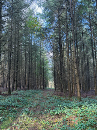 Magical scenic and pathway through woods in the morning sun. Dramatic scene and picturesque picture....