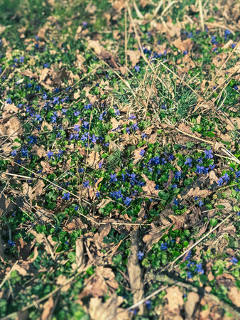 Wild violets bloom blue on the forest floor on a sunny day in spring