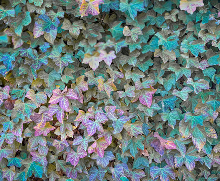 Dense cluster of ivy leaves showcasing a striking mix of green and purple hues. The foliage highlights the intricate veining and natural color variations, creating a captivating visual textureの写真素材