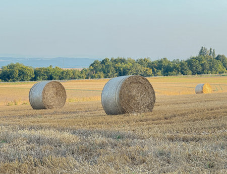 Wide rural landscape with round hay bales resting on a freshly harvested field, green tree line and soft blue sky in warm evening light, creating a calm agricultural countryside atmosphereの写真素材