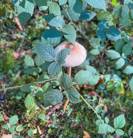 Wild mushroom growing among green leaves in a shaded woodland. Natural forest atmosphere with soft daylightの写真素材