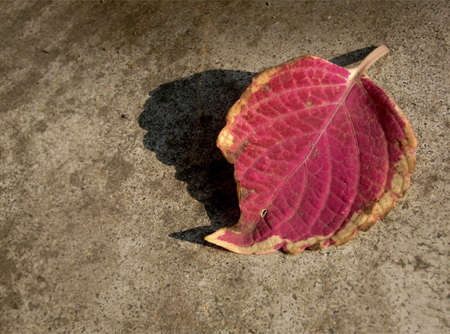 Color Leafの写真素材