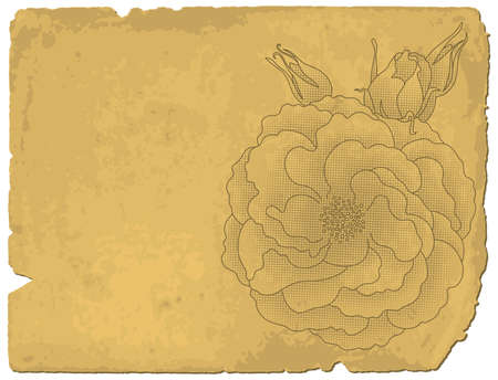 Old paper background with illustration of rose.のイラスト素材