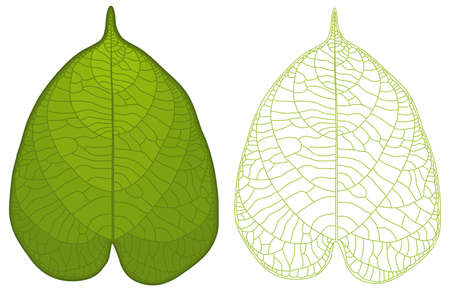 Highly detailed isolated green leaf.のイラスト素材