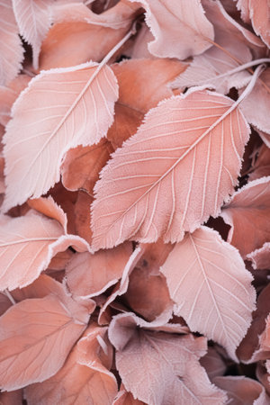 Frost covered closeup autumn leaves beautiful background. Cold weather frozen winter seasonal scene. Top view fall foliage wallpaper.の素材