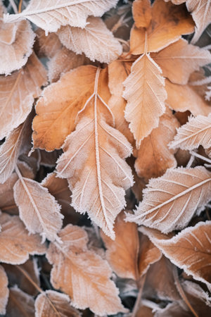 Frost covered closeup autumn leaves beautiful background. Cold weather frozen winter seasonal scene. Top view fall foliage wallpaper.の素材