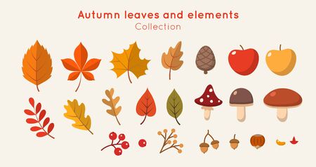 Autumn leaves and elements collection in flat style. Different leaves, mushrooms, nuts, berries. Vector illustration design templateのイラスト素材