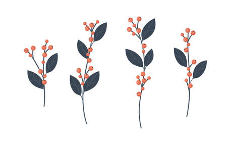 Holly branches collection, ilex winter decoration vector illustration in flat styleのイラスト素材