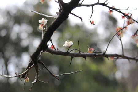 Apricot tree flowersの写真素材