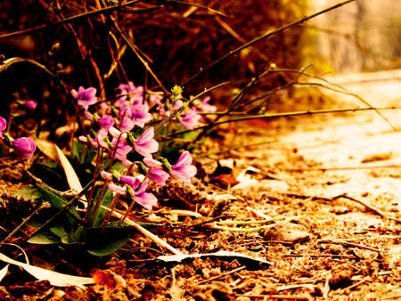 Blooming flowers on the groundの写真素材