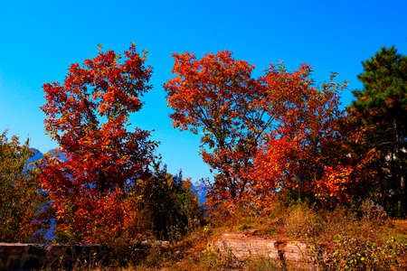 Red trees on a mountainの写真素材