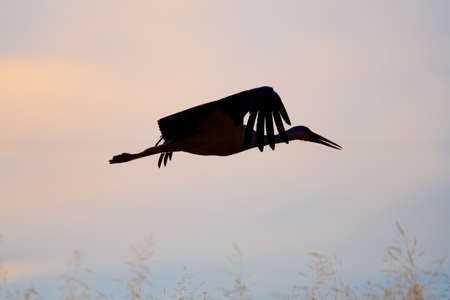 A stork at the harvestの写真素材
