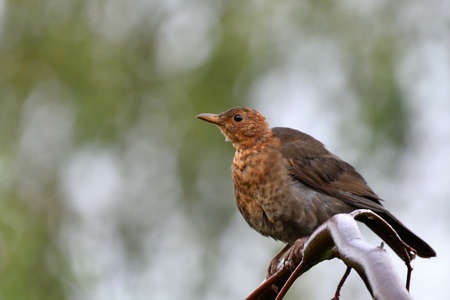 Blackbird on a branchの写真素材