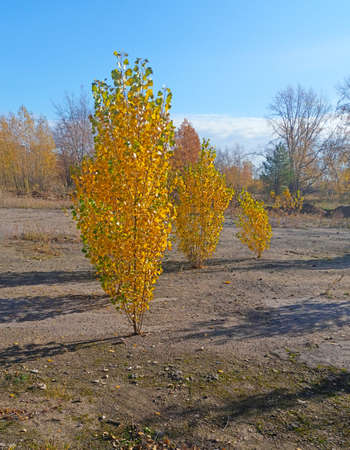 A small tree in autumn covered with yellow leaves like goldの写真素材