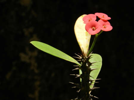 Small Red Flowerの写真素材