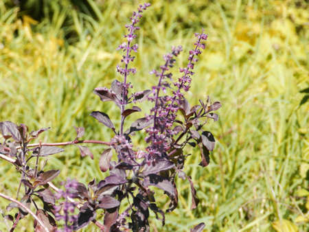 Violet Plantの写真素材