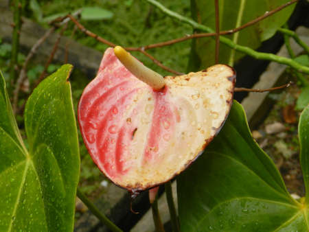 Withered Anthurium