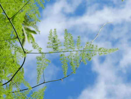 Blue Sky and a leaveの写真素材