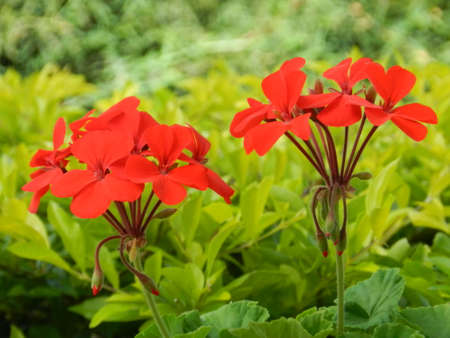 Little Orange Flowers
