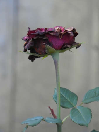 Withered Rose