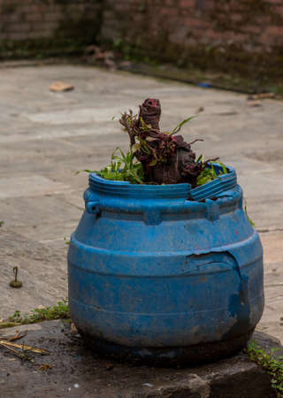 Hindu Goddess Treeの写真素材