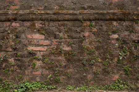 Mossy Brick Textureの写真素材