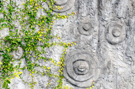 Summer forest background. Green leaves on gray tree bark. Nature background